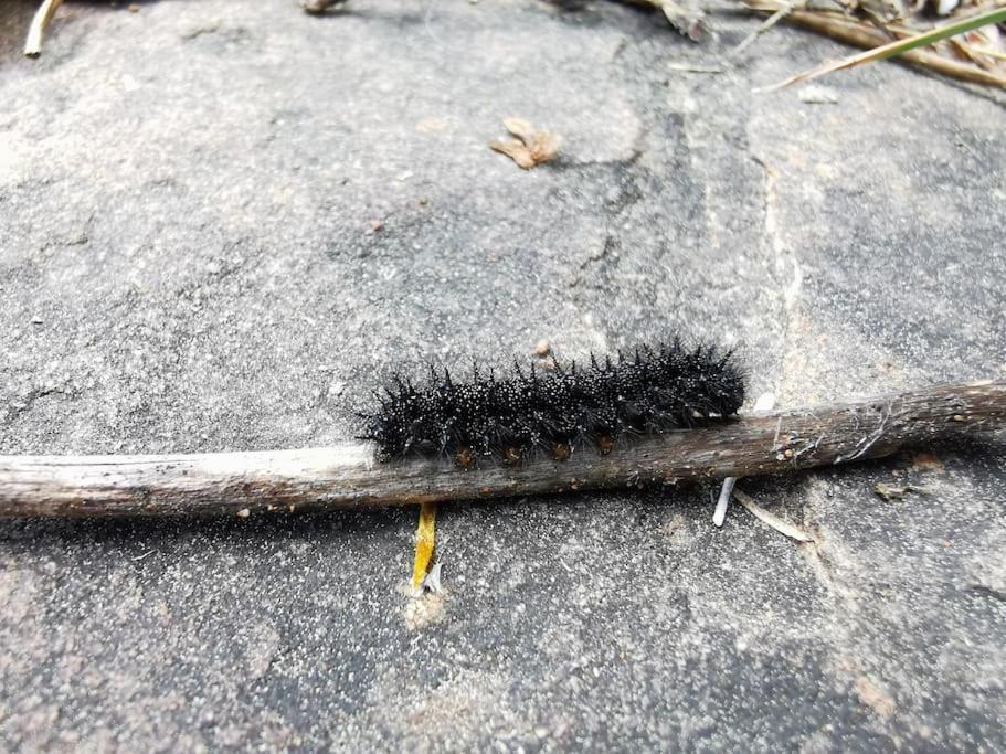 הוילה Montalbán Casa Roya מראה חיצוני תמונה